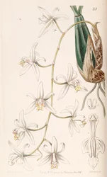 Coelogyne flaccida
